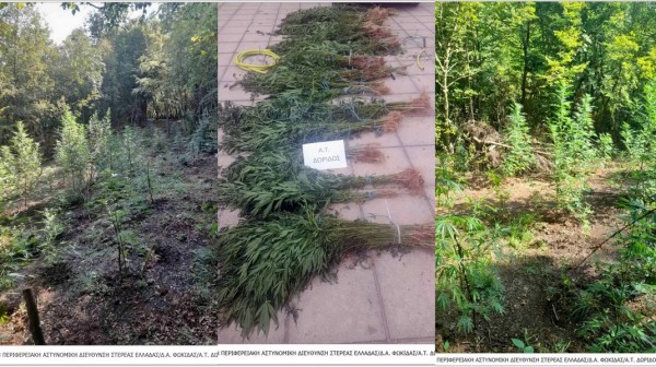 ΦΩΚΙΔΑ: Εντοπίστηκε φυτεία χασίς με 630 δενδρύλλια - Άφαντοι οι καλλιεργητές