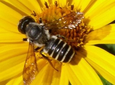 Μελισσόπιτα!