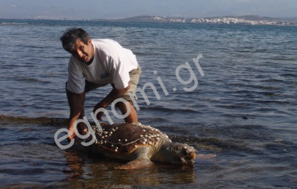 Χαλκίδα: Τεράστια χελώνα στην πλαζ Παπαθανασίου