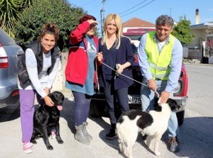 Στείρωσαν αδέσποτα ζώα στην Ιστιαία
