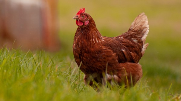 Πουτ δε κοτ ντάουν σλόουλι!