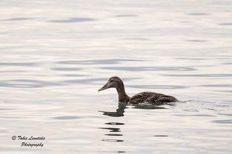 Ποπουλόπαπια στον υδροβιότοπο του Ναυπλίου