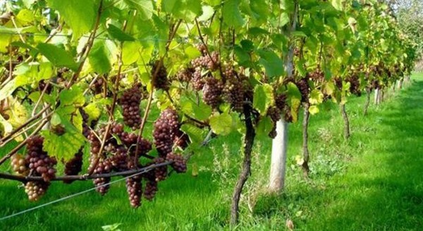 ΕΥΒΟΙΑ: Υποχρεωτική η δήλωση των αμπελουργών