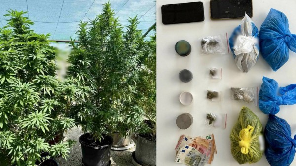 Καλλιέργεια χασίς σε σπίτι στη Λαμία από δύο Έλληνες