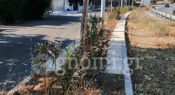 ΧΑΛΚΙΔΑ: Ποτίστηκαν οι πικροδάφνες στη στροφή Τσεκούρα