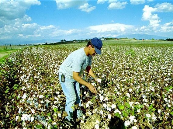 Οδηγίες φυτοπροστασίας σε βαμβακοπαραγωγούς της Εύβοιας