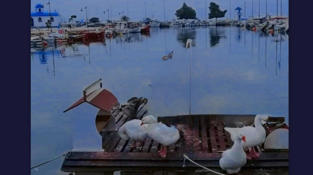 ΑΡΤΑΚΗ: Σύντομα οι πάπιες αποκτούν νέα στέγη στο λιμάνι