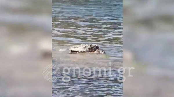 ΧΑΛΚΙΔΑ: Νεκρή χελώνα στον Φάρο Κακοκεφαλής (VIDEO)