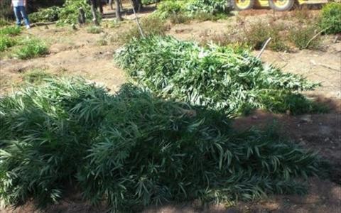 52χρονος φύτεψε χασίς στο άλσος Φιλοθέης!