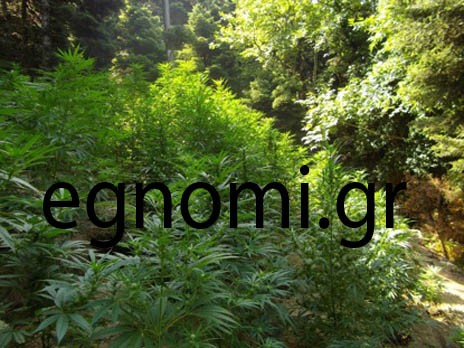 Πιάστηκε ο ένας χασισοκαλλιεργητής