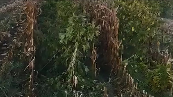 ΒΟΙΩΤΙΑ: Χασισοφυτεία… α λα Εσκομπάρ με 8342 δενδρύλλια ανακάλυψε η αστυνομία - Συνελήφθη ένας Έλληνας