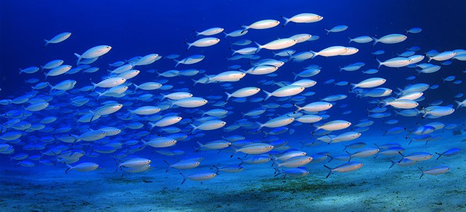 Ενδιαφέρον για την δημιουργία πιλοτικών πάρκων προστασίας νεαρών ψαριών στην Εύβοια