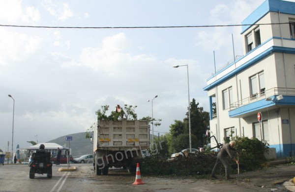 ΧΑΛΚΙΔΑ: Ξεριζώθηκαν δέντρα από τον αέρα