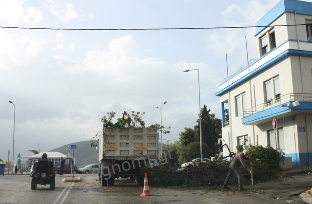 ΧΑΛΚΙΔΑ: Ξεριζώθηκαν δέντρα από τον αέρα