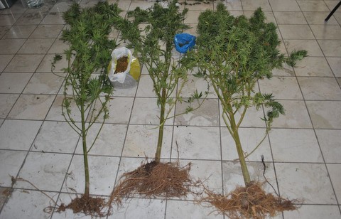 Φύτεψε χασισόδεντρα μέσα στον ελαιώνα