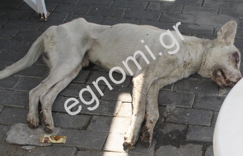 Ο σκύλος πεθαίνει στο Στρογγυλό και κανείς δεν κάνει κάτι!