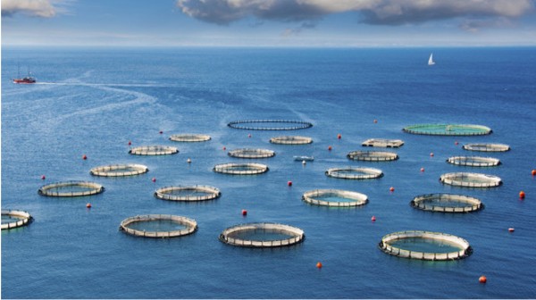 ΕΥΒΟΙΑ: Αίτηση ακύρωσης του Προεδρικού Διατάγματος για επέκταση των ιχθυοκαλλιεργειών στον Ευβοϊκό Κόλπο