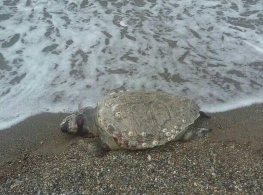ΧΑΛΚΙΔΑ-ΚΟΥΡΕΝΤΙ: Η θάλασσα ξέβρασε νεκρή χελώνα το πρωί της Κυριακής