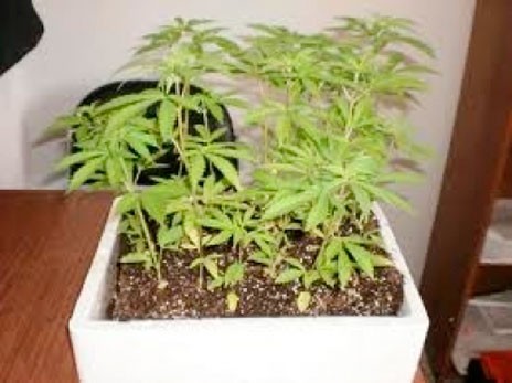 Αιδηψός: Μάνα και γιος καλλιεργούσαν χασίς