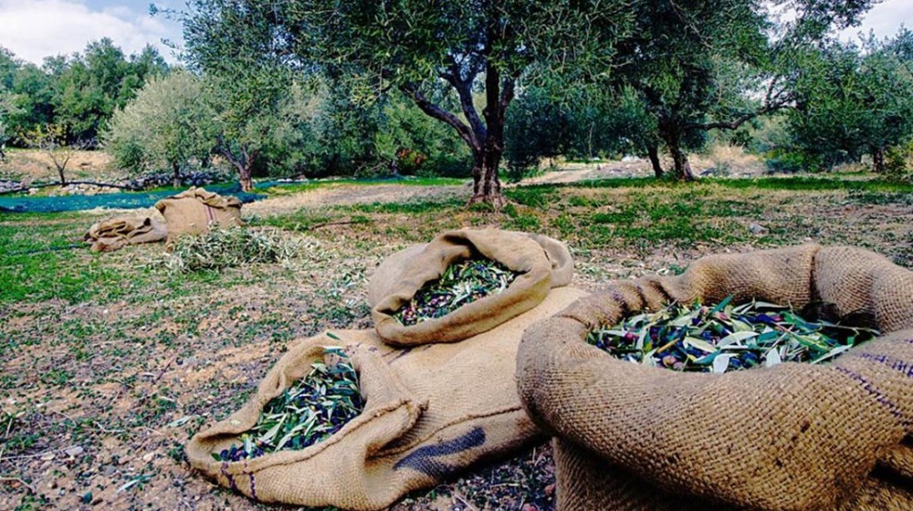 ΕΥΒΟΙΑ: Υποχρεωτική η ενημέρωση του ελαιοκομικού μητρώου για την δήλωση συγκομιδής ελαιοκάρπου