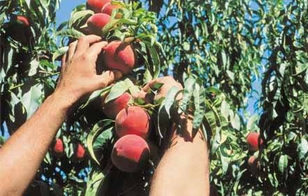 Προτιμούν την ανεργία παρά να πάνε για δουλειά στα χωράφια