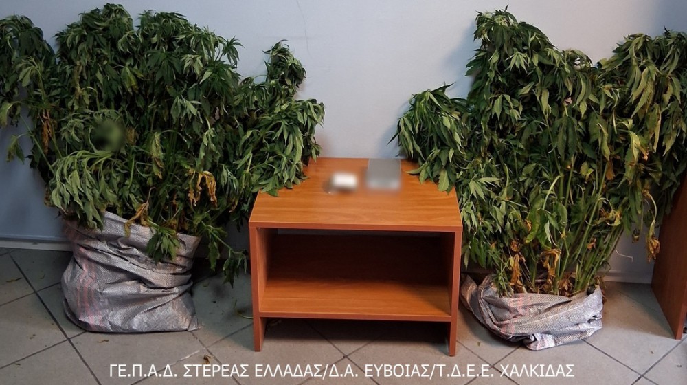ΒΟΡΕΙΑ ΕΥΒΟΙΑ: Συνελήφθη Έλληνας για καλλιέργεια δενδρυλλίων κάνναβης (φωτό)
