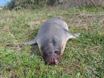 Σκότωσαν φώκια που θήλαζε!