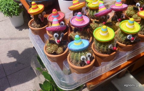 Όταν ο κάκτος αποκτάει μορφή