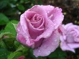 Ευχές στις γυναίκες