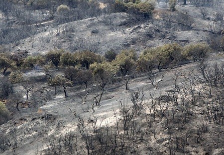 Κάηκαν ελιές στην Αμάρυνθο