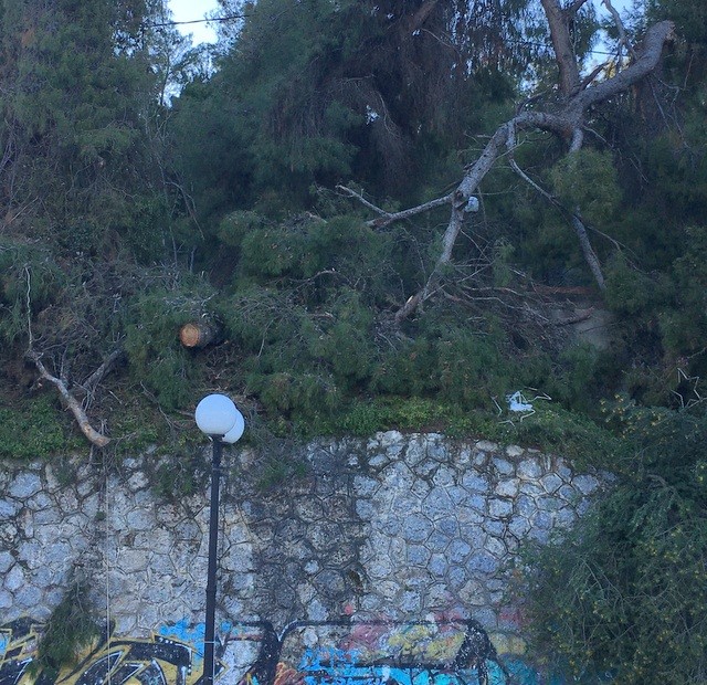 ΧΑΛΚΙΔΑ: Σπασμένα κλαδιά κρέμονται πάνω από τα κεφάλια των περαστικών