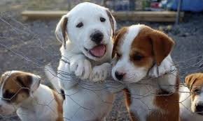 Χρηματοδοτήσεις σε Χαλκίδα και Ερέτρια για τα αδέσποτα