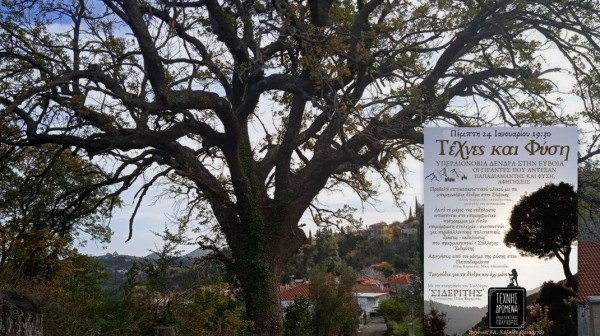 ΧΑΛΚΙΔΑ: Εκδήλωση για τα υπεραιωνόβια δένδρα στην Εύβοια