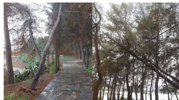 ΧΑΛΚΙΔΑ: Δένδρα γέρνουν επικίνδυνα στο πάρκο του Φάρο Κακοκεφαλής