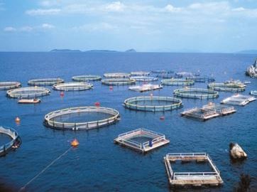 Απλήρωτοι οι εργαζόμενοι στις Ελληνικές Ιχθυοκαλλιέργειες ΑΒΕΕ