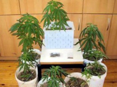 Φύτεψε χασίς σε γλάστρα 28χρονος