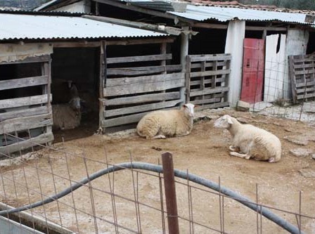 Εκλεψαν αρνιά στην Κάρυστο!