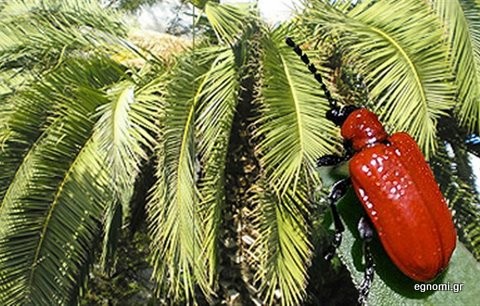 Το Κόκκινο Σκαθάρι χτύπησε και στη Θήβα