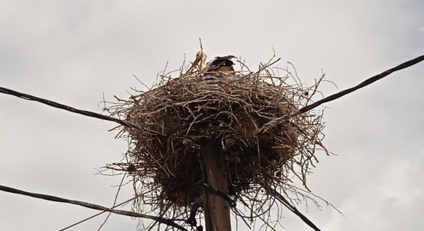 ΠΙΣΣΩΝΑΣ ΕΥΒΟΙΑΣ: Αναπαράχθηκαν πελαργοί και γέμισαν χαρά όλους τους κατοίκους της περιοχής