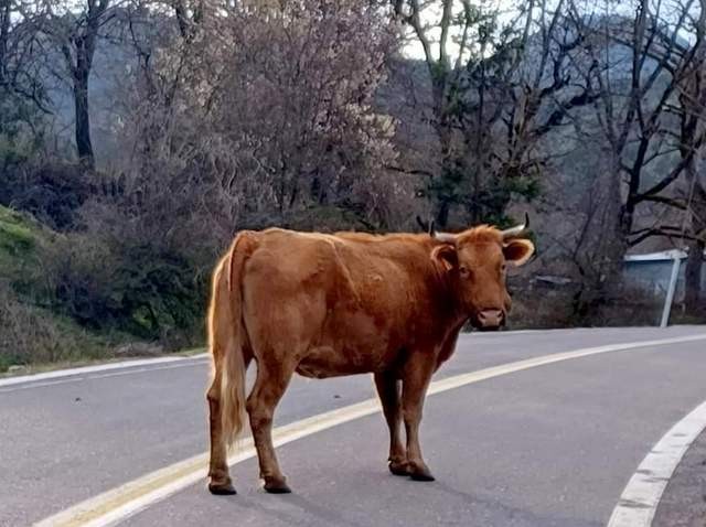 Χορήγηση ενισχύσεων σε εκτροφείς βοοειδών Βόρειας Εύβοιας που επλήγησαν από τις πυρκαγιές του 2021