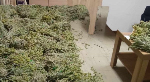 ΔΗΜΟΣ ΕΡΕΤΡΙΑΣ: Κατασχέθηκαν από το Δασαρχείο 100 κιλά τσάι Σιδερίτης (φωτό)