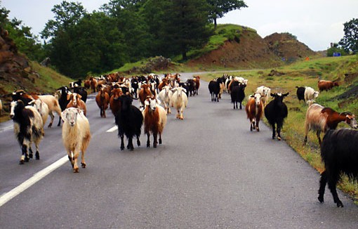 Πρόγραμμα ελέγχου και εκρίζωσης της βρουκέλλωσης κατσικιών και προβάτων