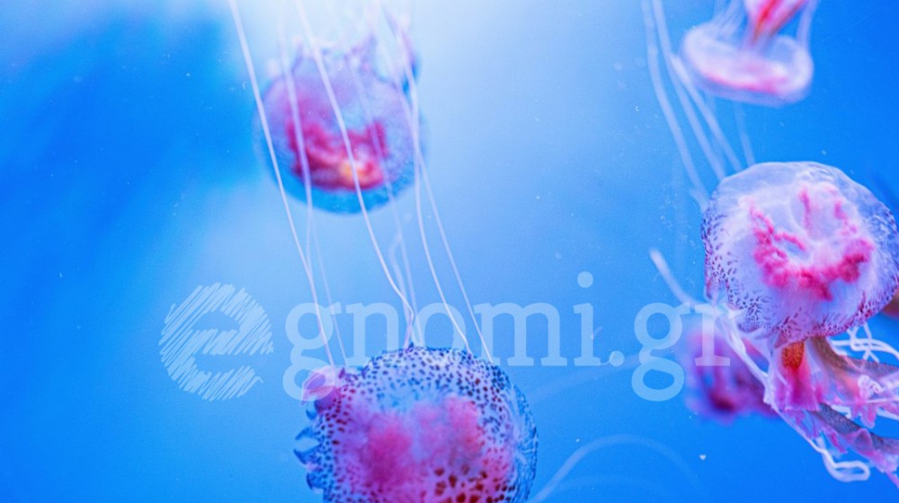 Γέμισε μωβ μέδουσες ο Βόρειος Ευβοϊκός κόλπος