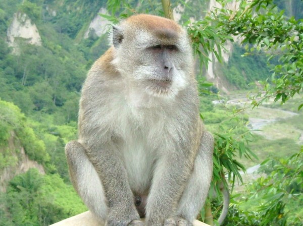 Οι 44 μακάκες...