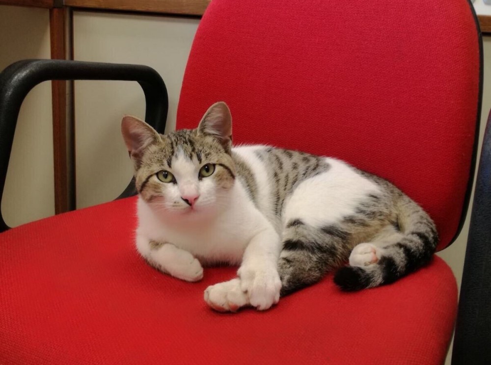 Γάτοι μέσα στο 2020...