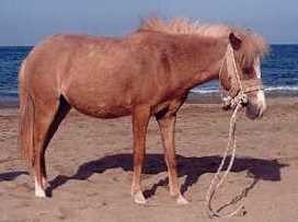 Το πόνι της Σκύρου σε έκθεση